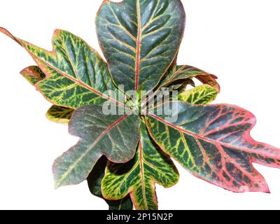 Pianta variegata di Croton isolata su bianco. Codiaeum variegatum Foto Stock