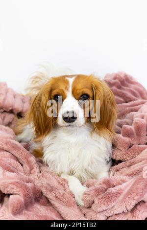 Adorabile Cavalier nazionale re Charles Spaniel animale domestico. Dolce femmina cane si siede cute in una soffice coperta rosa come letto. Cucciolo in studio con sfondo bianco Foto Stock