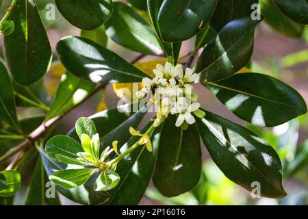 Fiori di piante ornamentali, PITTOSPORUM TOBIRA piccoli fiori bianchi su un ramo Foto Stock