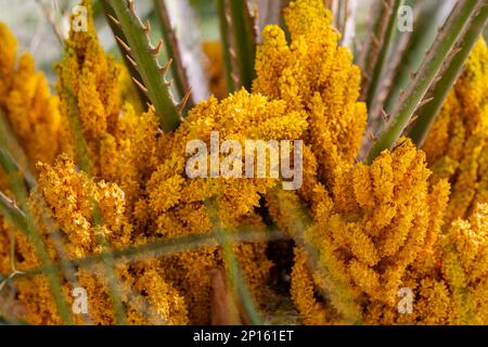 Fioritura di palma di canapa Trachycarpus fortunei in primavera in estate in un giardino botanico, foresta pluviale, parco, giungla su uno sfondo di foglie di palma verde. Foto Stock