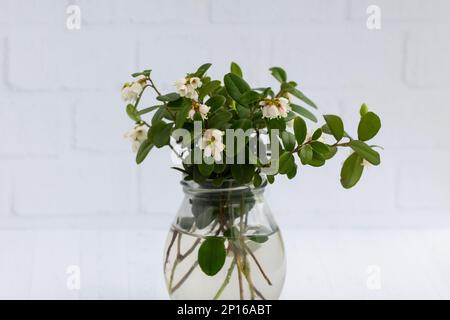 Macro Fiori bianchi di Vaccinium vitis-idaea lingonberry, partridgeberry, mirtillo di montagna o cowberry , che cresce negli altopiani del Carpath Foto Stock