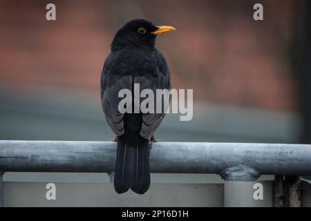 AMSEL (Turdus merula) o Schwarzdrossel Foto Stock