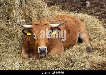 Mucca che giace giù nella paglia Foto Stock