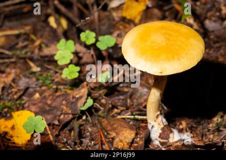 Vista dall'alto Amanita fulva, comunemente chiamata la grisetta tenera, tossica Foto Stock