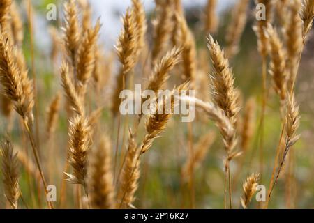 Anthoxantum odoratum dorate spikelets in un campo estivo agosto Foto Stock