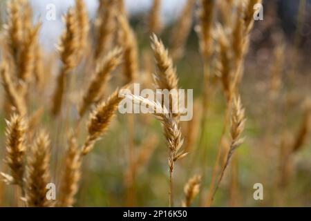 Anthoxantum odoratum dorate spikelets in un campo estivo agosto Foto Stock