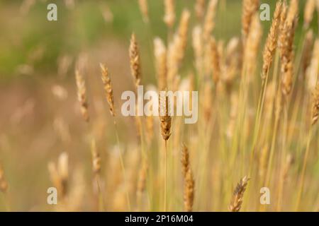 Anthoxantum odoratum dorate spikelets in un campo estivo agosto Foto Stock