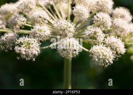Piano di Angelica. Close-up . Profondità di campo Foto Stock