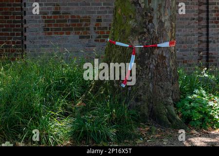 Barriera a nastro rossa e bianca legata intorno a un tronco d'albero. Sullo sfondo di un muro di mattoni. Foto Stock