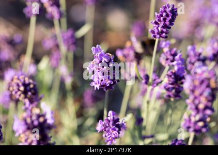 Campo di fiori di lavanda, fiori di lavanda profumati viola fiorente. Coltivazione Lavanda ondeggiare sul vento sopra il cielo tramonto, raccolto, ingrediente profumo, aroma Foto Stock