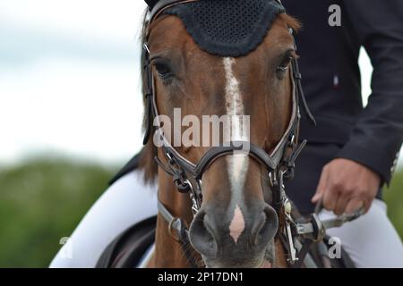 Testa di cavallo della baia sparata Foto Stock