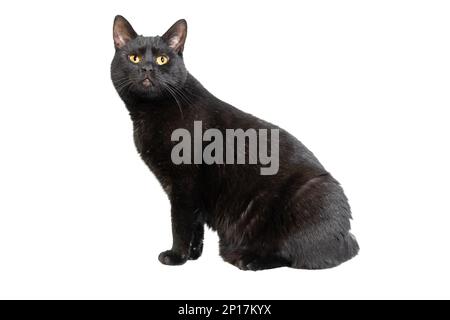 Vista laterale di un gatto nero seduto, sfondo bianco isolato Foto Stock