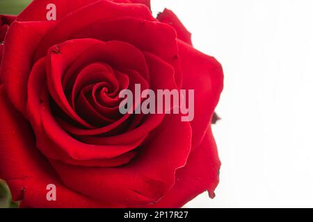 Fresco rosso fiore rosa testa macro primo piano studio isolato su sfondo bianco ritagliato. Foto Stock