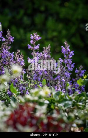 Salvia officinalis viola sempreverde pianta medica per tè alle erbe Foto Stock