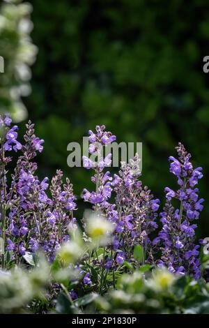 Salvia officinalis viola sempreverde pianta medica per tè alle erbe Foto Stock