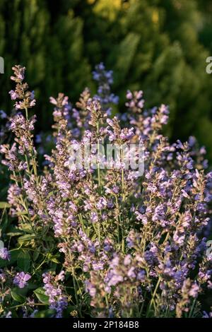 Salvia officinalis viola sempreverde pianta medica per tè alle erbe Foto Stock