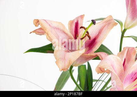 Dying pink Lilium Lily fiore vicino studio scatto isolato su bianco. Foto Stock