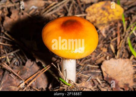 Vista dall'alto Amanita fulva, comunemente chiamata la grisetta tenera, tossica Foto Stock