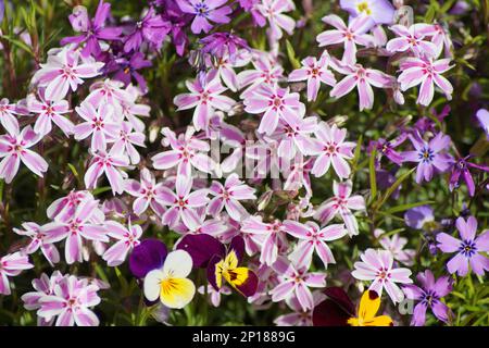 tappeti bicolore fiammelle fiorire Foto Stock