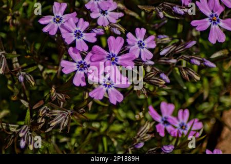 tappezzeria flox fiori in giardino Foto Stock