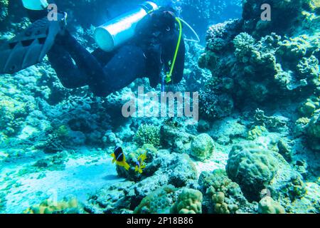 Un paio di subacquei sul fondo sabbioso che guardano il bellissimo mondo sottomarino dei pesci pagliaccio Foto Stock