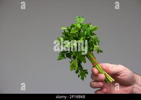 Mazzo di prezzemolo fresco verde tenuto in mano da caucasico maschio studio girato isolato su sfondo grigio. Foto Stock