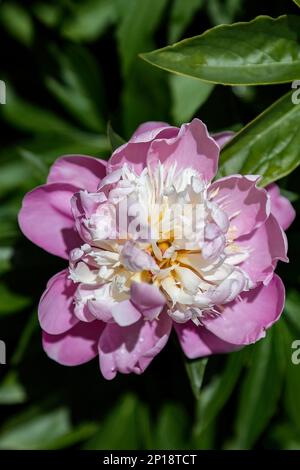 Paeonia lactiflora o ciotola di peonia di bellezza fiore rosa nel disegno del giardino fuoco selettivo Foto Stock