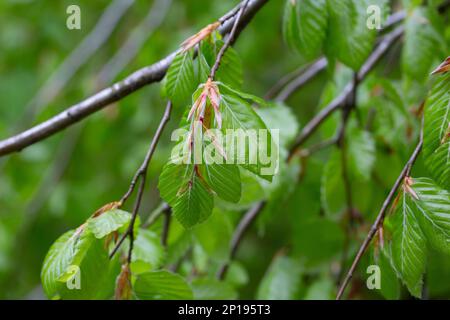 Rami con foglie primaverili faggio europeo Fagus sylvatica , fuoco selettivo. Pianta sfondo con foglie di primavera verde. Foto Stock