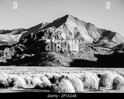 Alte cime e tipiche graminacee nella Cordillera de Lipez, nell'Altiplano boliviano meridionale, immagine in bianco e nero Foto Stock