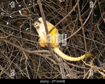 Scimmia scoiattolo gialla nel cespuglio (saimiri sciureus) Foto Stock