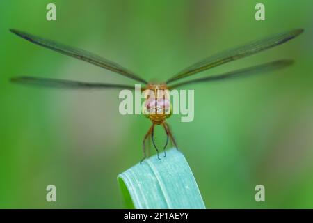 Red Grasshawk - Neurothemis fluttuano, bella libellula rossa dalle acque fresche asiatiche e paludi, Malesia. Foto Stock