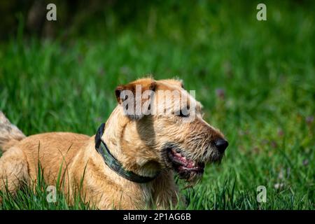 Un cane è seduto sull'erba in una giornata di sole Foto Stock