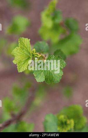 Ribes nigrum o verde ribes nero foglia fresca inizio primavera bassa profondità di campo. Foto Stock