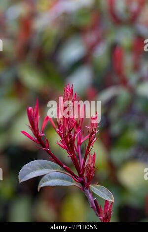 Photinia serradula cespuglio rosso nel disegno giardino Foto Stock