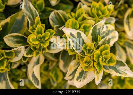 Euonymus fortuna o Fortune mandrino verde giallo cespuglio nel giardino design Foto Stock