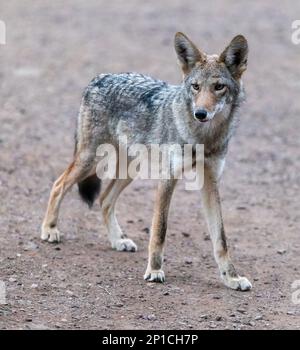 Ritratto di Coyote sospetto. Marin Headlands, Contea di Marin, California, Stati Uniti. Foto Stock