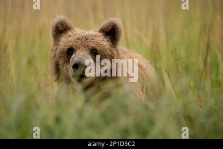 Due anni di orso cucciolo curiosamente guardando / peering attraverso la cetra erba nel prato per vedere cosa succede. Gli orsi curiosi sono divertenti da guardare. Foto Stock