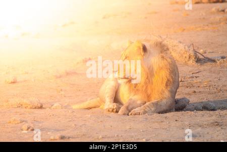 Leone giovane maschio che riposa su un terreno polveroso al tramonto, Etosha National Park, Namibia, Africa. Foto Stock