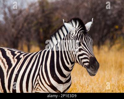Zebra visto su safari game drive, Botswana Foto Stock