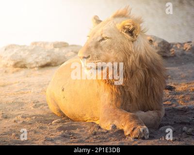 Leone giovane maschio che riposa su un terreno polveroso al tramonto, Etosha National Park, Namibia, Africa. Foto Stock