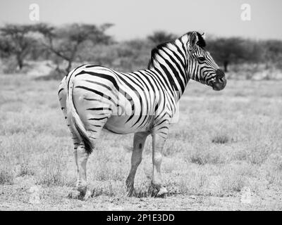 Zebra visto su safari game drive Foto Stock
