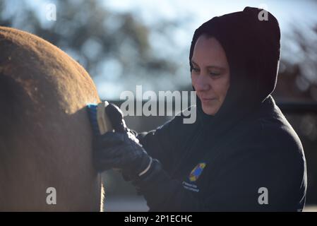 I cappellani dell'ESC del 13th hanno ospitato un ritiro per collegare i soldati con l'outdoor e la terapia animale presso la Belton Lake Outdoor Recreation Area (BLORA) Equitazione Stable, oggi. STATI UNITI Esercito CH. Jeffrey 'Padre' Whorton, il cappellano di comando dell'unità, ha detto che l'intento era quello di mettere i soldati in un ambiente diverso e togliere la mente dai loro problemi per dare loro una nuova prospettiva. "Quando si interrompe questa routine, si ha la possibilità di ripristinare", ha affermato. Egli ha continuato che permette loro di prendersi cura delle loro anime e di essere condotti di grazia e di misericordia verso gli altri nella nostra unità. "La bellezza può arrestarci", ha detto W. Foto Stock