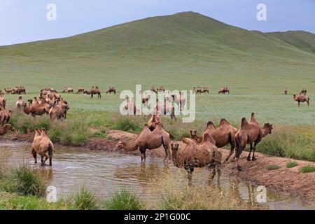Mandria di cammelli bactriani acqua potabile nelle steppe della Mongolia. Foto Stock