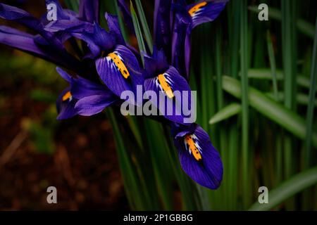 Reticolo Iris primo piano di un iride reticolato su uno sfondo sfocato in un parco di colonia all'inizio di marzo Foto Stock
