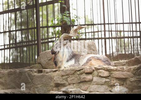 Bel markhor sdraiato su pietre in recinto zoo Foto Stock