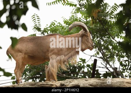 Bellissimo stambecco in recinto zoo. Animale selvatico Foto Stock