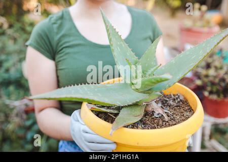 Giovane agricoltrice irriconoscibile che tiene un vaso di fiori con pianta di aloe vera nel suo giardino biologico Foto Stock