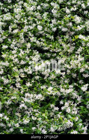 Cespugli di gelsomino profumato durante la fioritura in primavera. Foto Stock