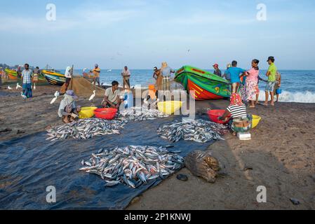 NEGOMBO, SRI LANKA - 03 FEBBRAIO 2020: Pesce pescato cernita sulla riva dell'oceano in una mattinata di sole Foto Stock