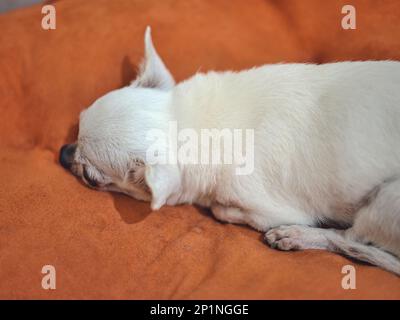 Cane Chihuahua sui cuscini arancioni Foto Stock